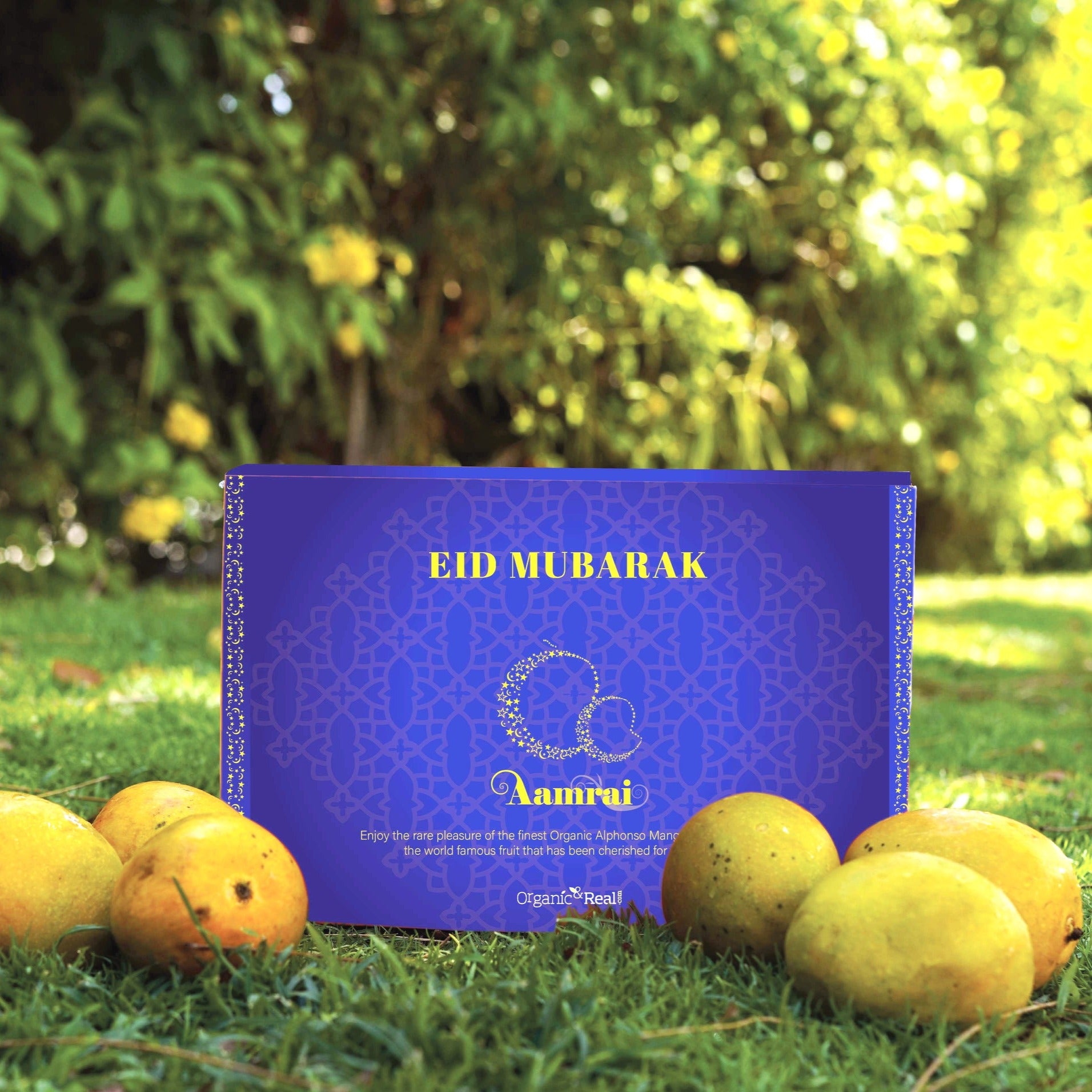 Buy Premium Eid Organic Alphonso Mango Gift Box (12 Pcs) – Ratnagiri | UAE Delivery