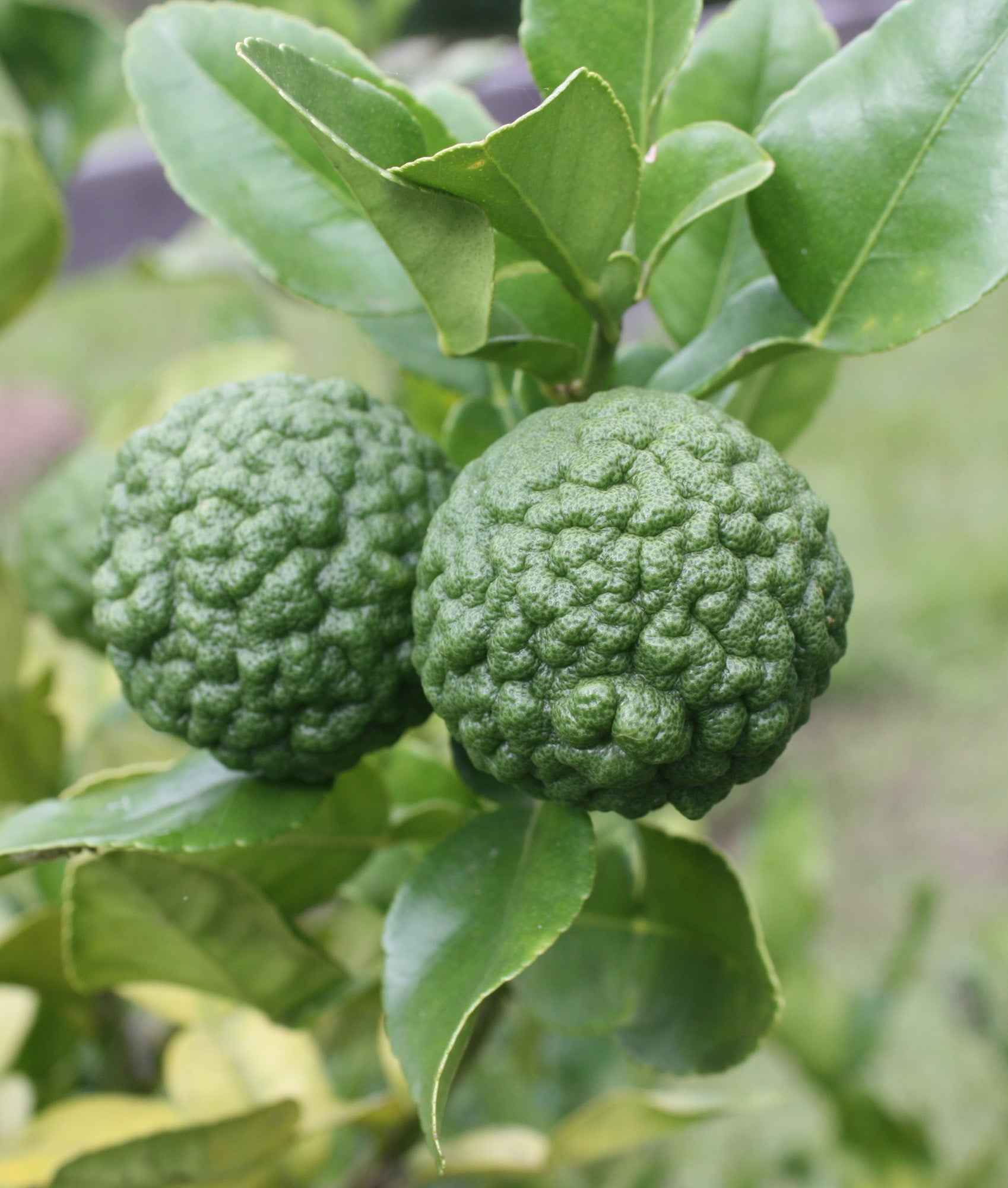 FRESH Kaffir Limes, 225g
