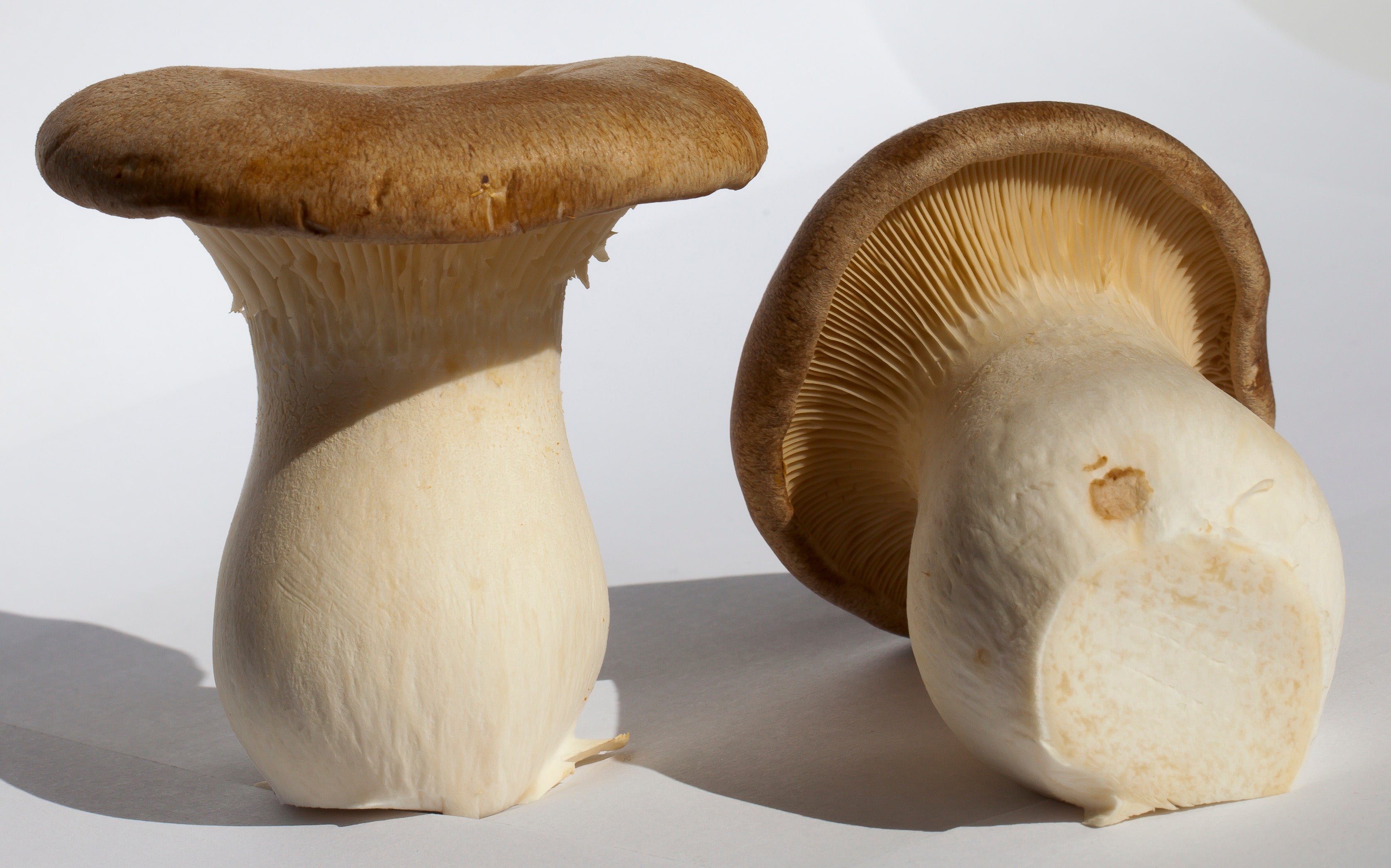 FRESH King Oyster Mushrooms, 200g