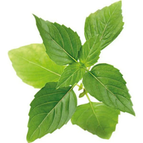 FRESH Hot Thai Basil, 50g