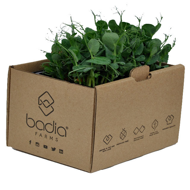 FRESH Pea Shoots, 1 Tray (15 to 20g)