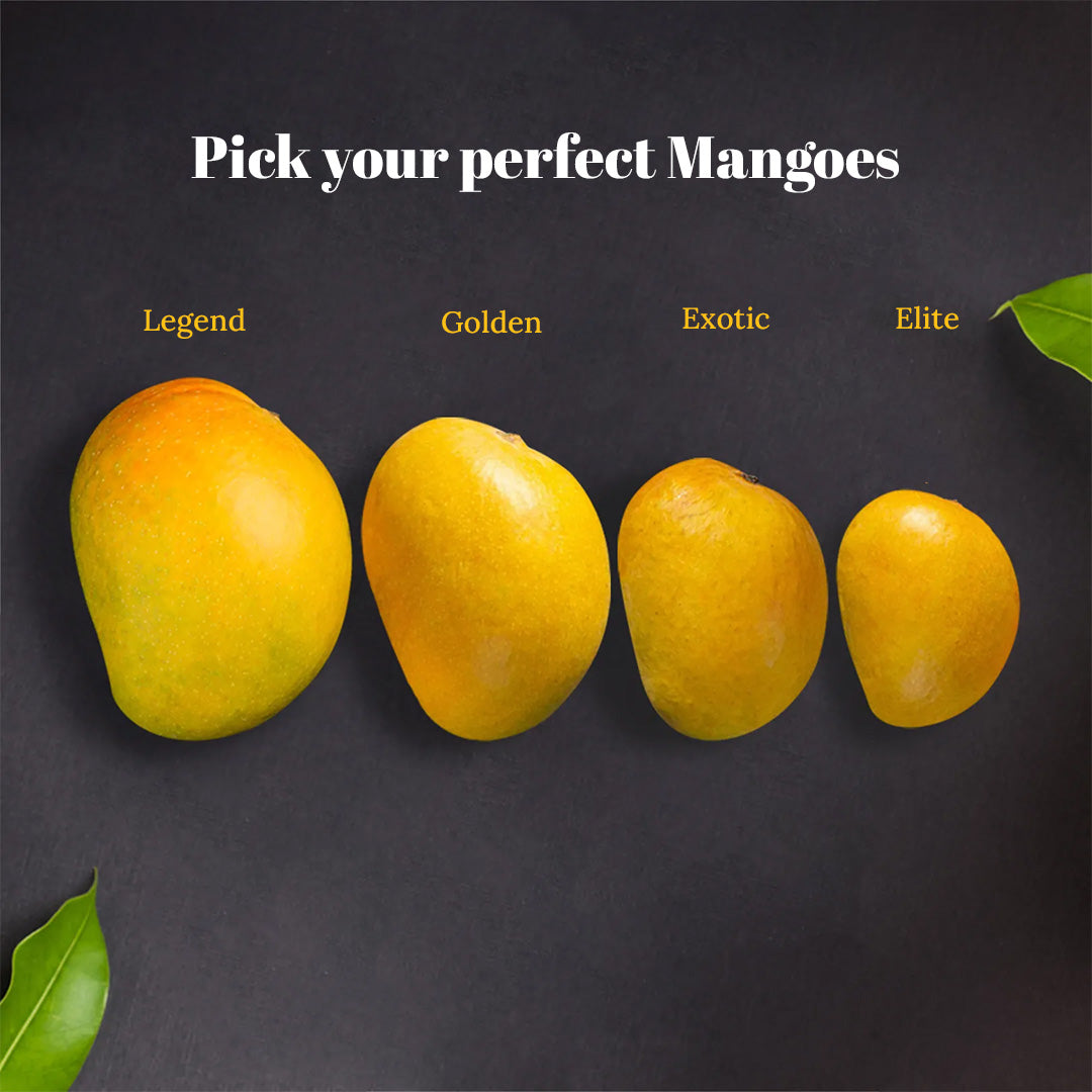 AAMRAI Organic Alphonso Mangoes – Exotic (Box of 12 Premium Ratnagiri Hapus)
