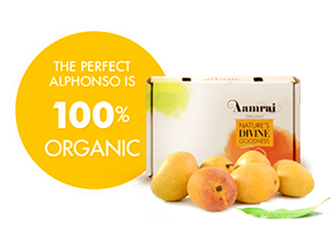 AAMRAI Organic Alphonso Mangoes - Golden, Box of 12 Pcs