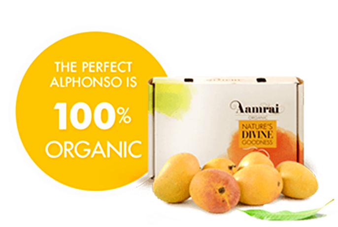 AAMRAI Organic Alphonso Mangoes - Golden, Box of 6 Pcs