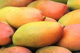 FRESH Long Mangoes, 1Kg (2 to 3 Pcs)