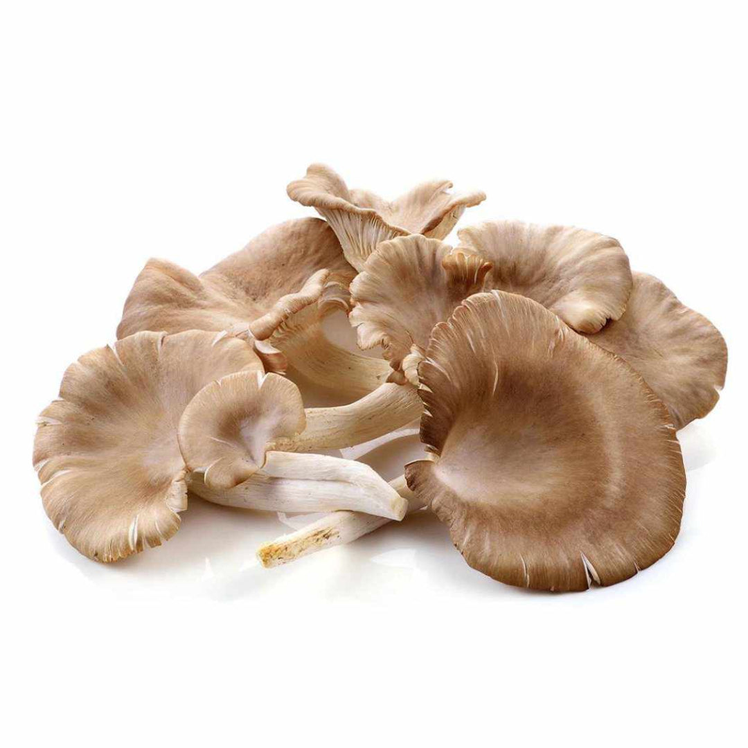 FRESH Oyster Mushrooms, 200g